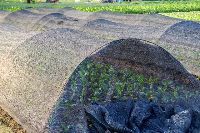 black knitted shade net 01