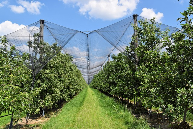 anti hail net apple tree