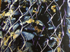Plastic Tubular Net For Mussel Farming 