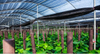 Greenhouse Shade Cover ZL60