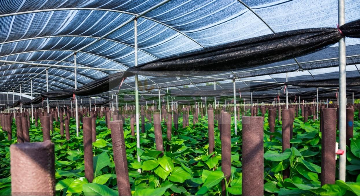 Greenhouse Shade Cover ZL60