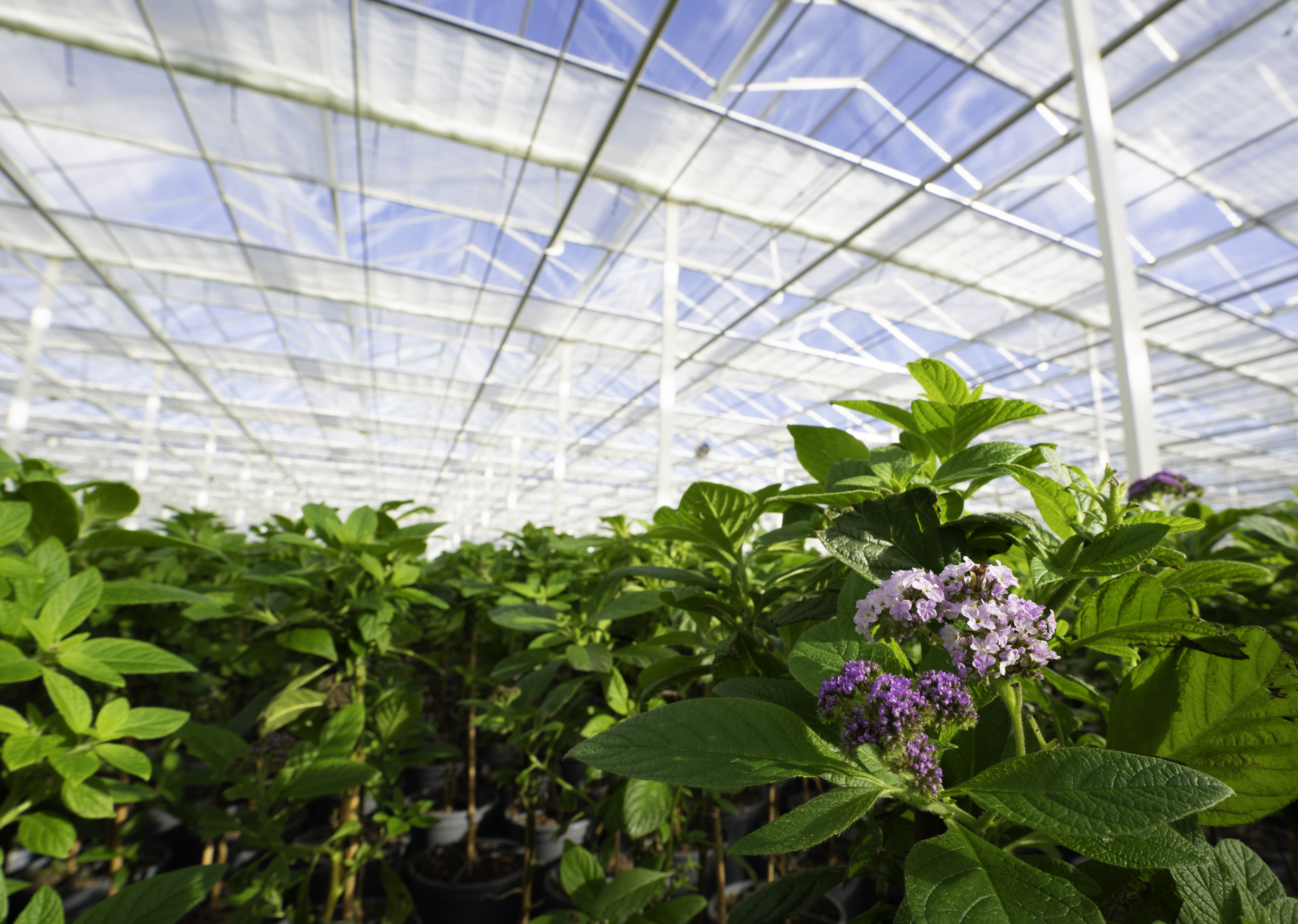 plantanius-prins-luxous-1347-fr-met-harmony-2747-fr-10