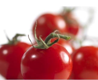 Which Kind of Shade Net Can Be Used for Tomato Growing?