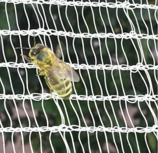 Bee Netting 