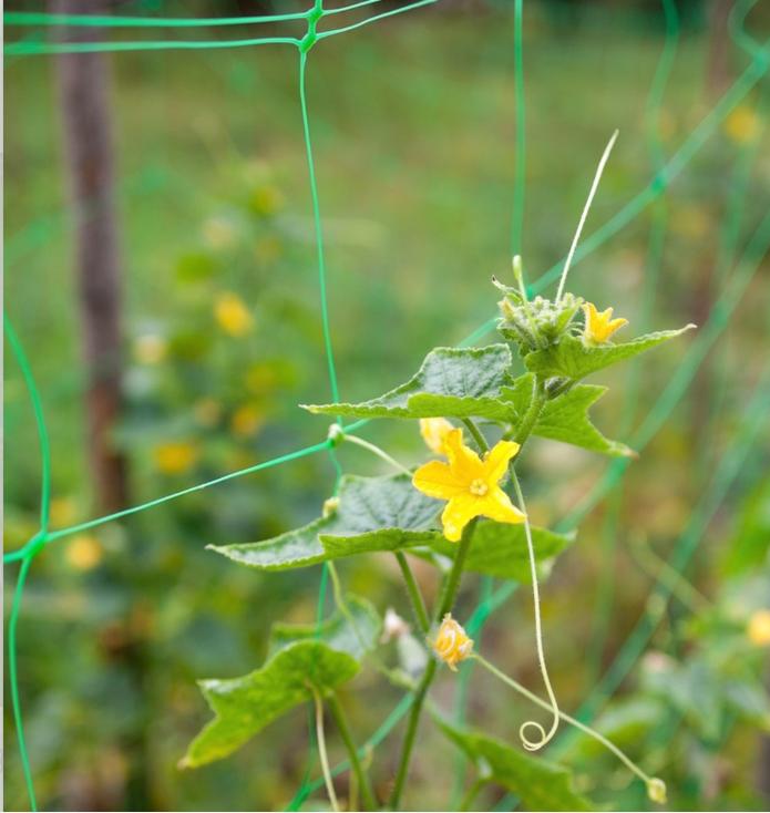 Top 10 Plant Support Net Manufacturers for Your Gardening And Agricultural Needs