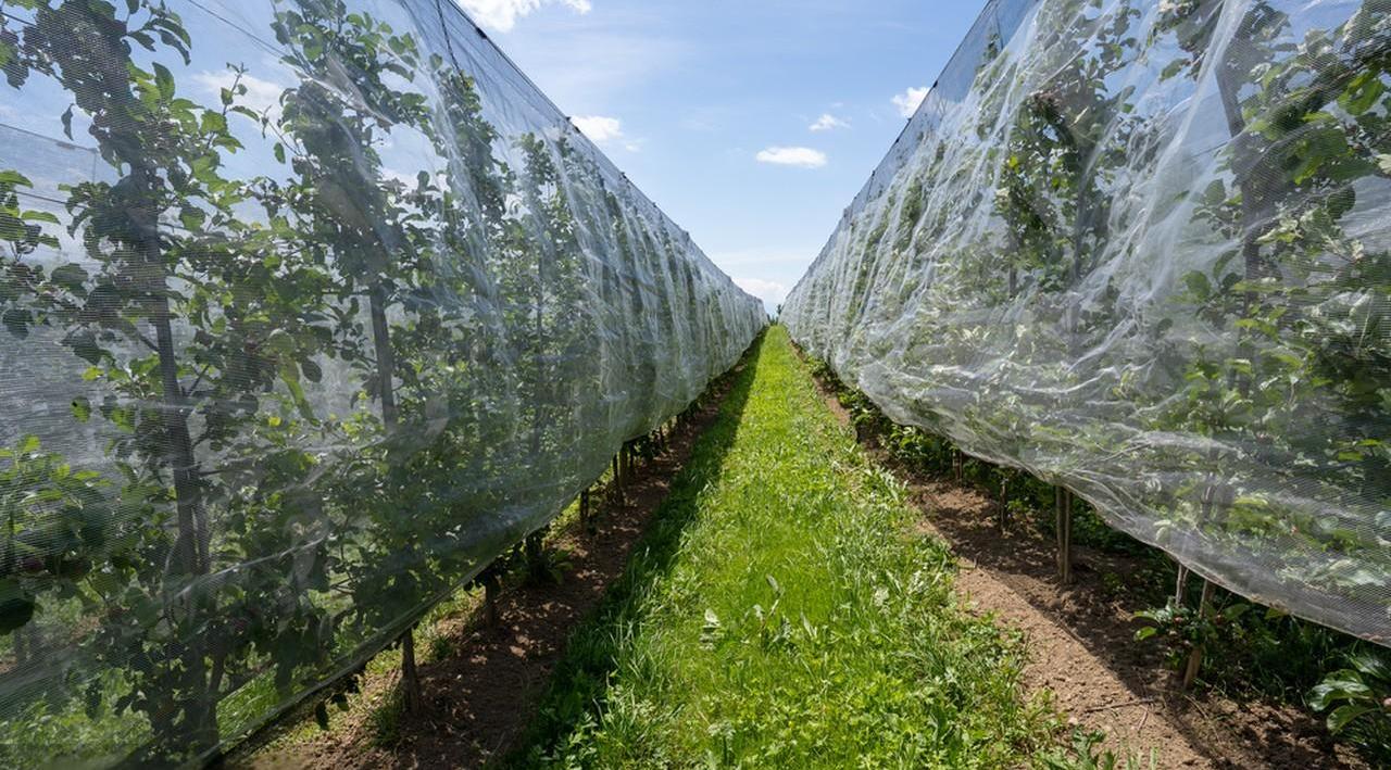 Top 5 Bee Netting Suppliers in the USA (2025)