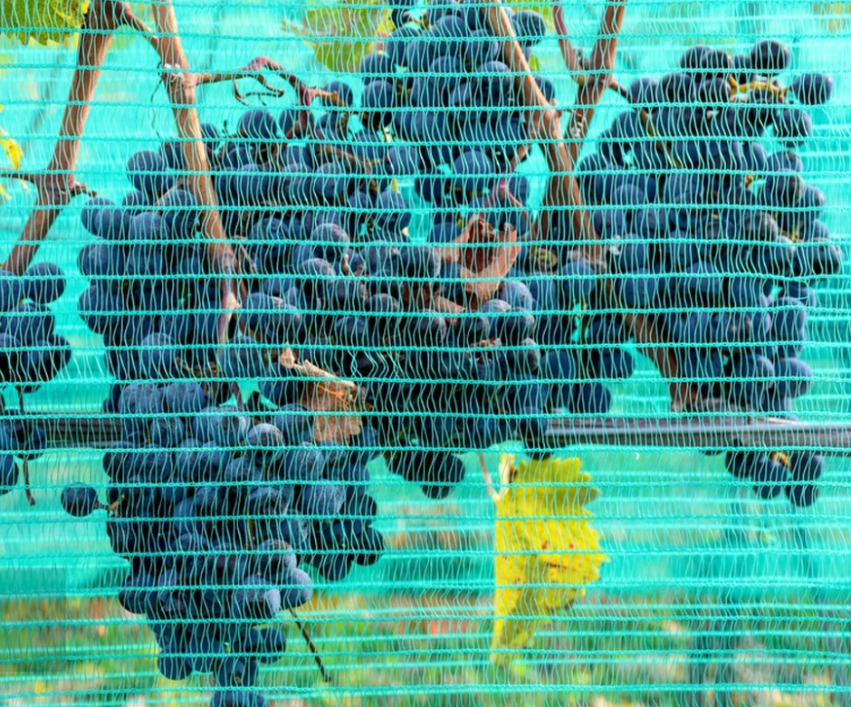 vineyard side net
