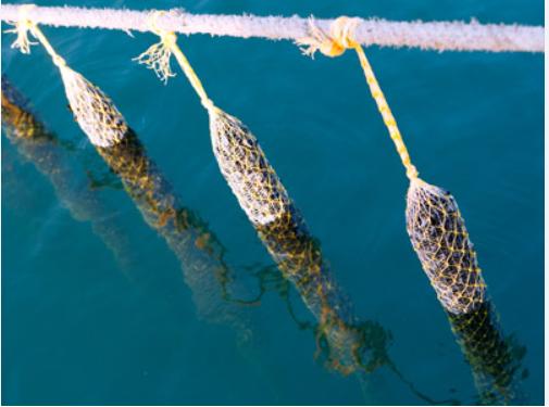 How many types of Mussel Net?