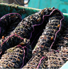 Mussel Net 