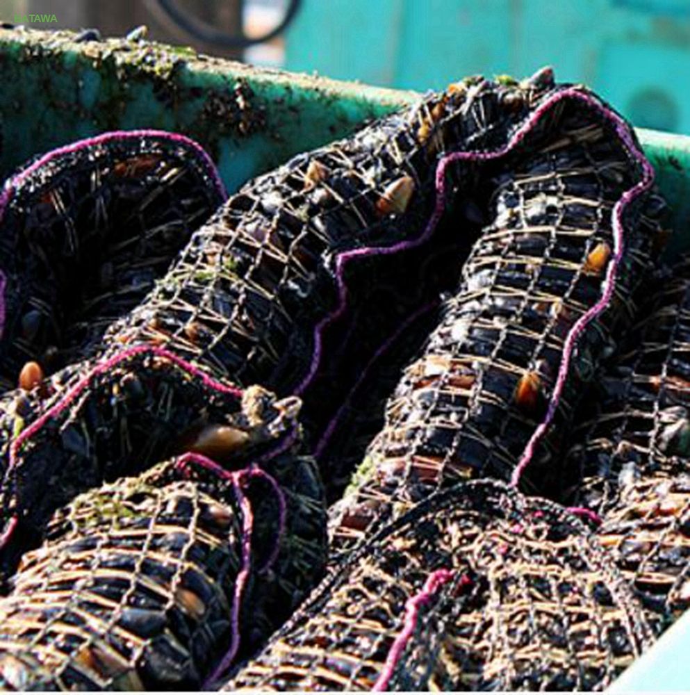Mussel Net 